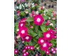 Vinca 6 Inch- Multiple Colors